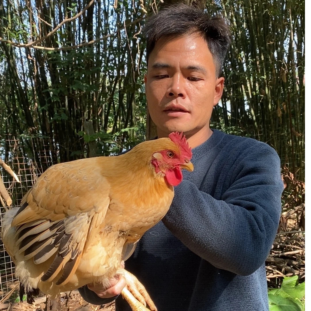 正宗农村散养吃五谷杂粮三黄土鸡2只净重6斤以上 新鲜宰杀