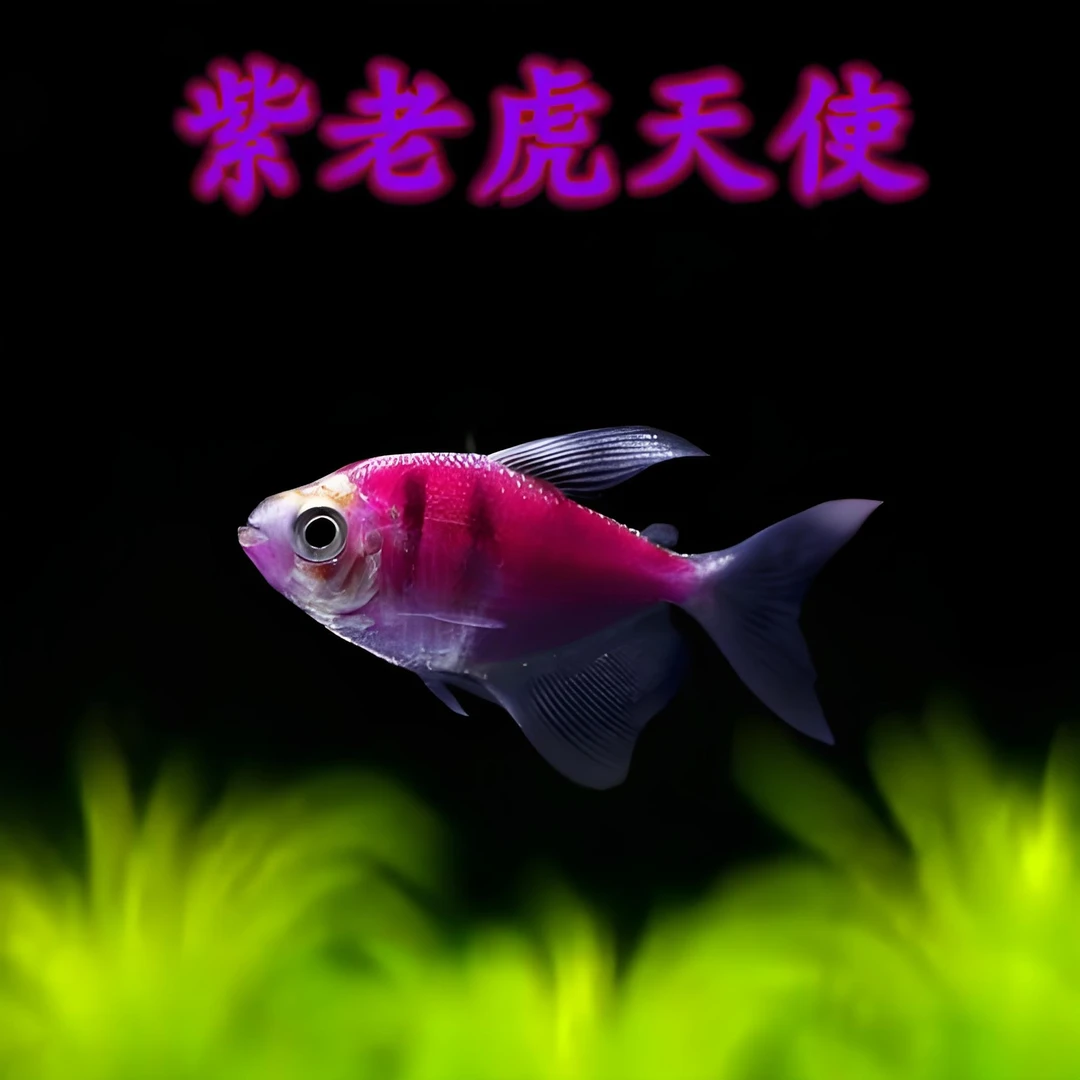 中号大号老虎天使鱼虎斑天使红黄紫绿黑色小型热带群游观赏鱼养殖