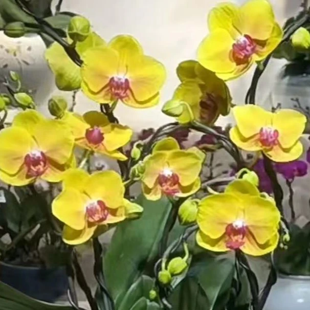 【花之漫】（金币）蝴蝶兰花卉种植室内阳台桌面观花四季开花盆栽