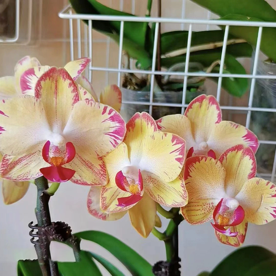 【花之漫】3.5寸杯单剑（爸爸加油）蝴蝶兰花卉室内观花四季开花盆栽