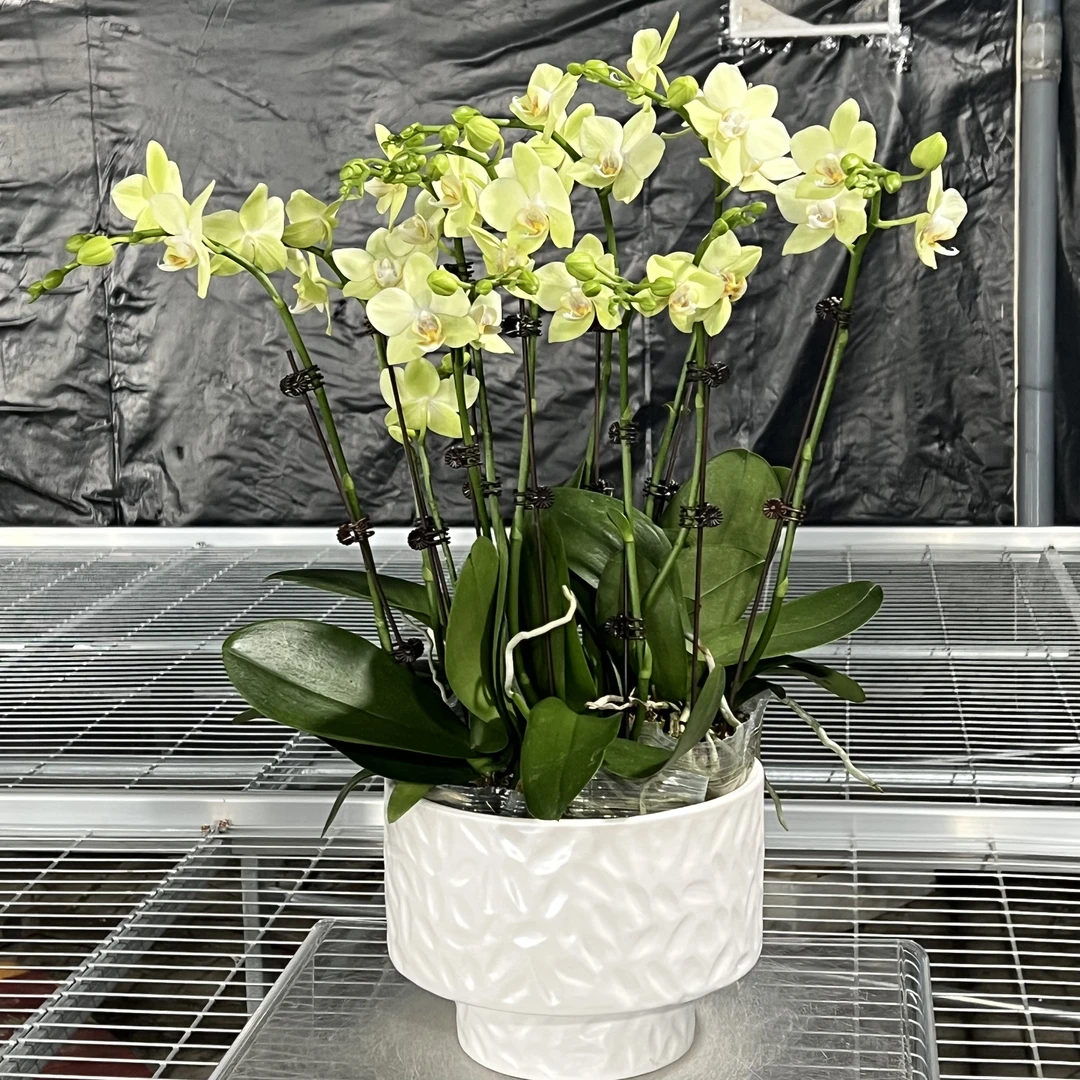 组盆（绿水晶）8剑（发京东）蝴蝶兰花卉室内阳台桌面观花四季