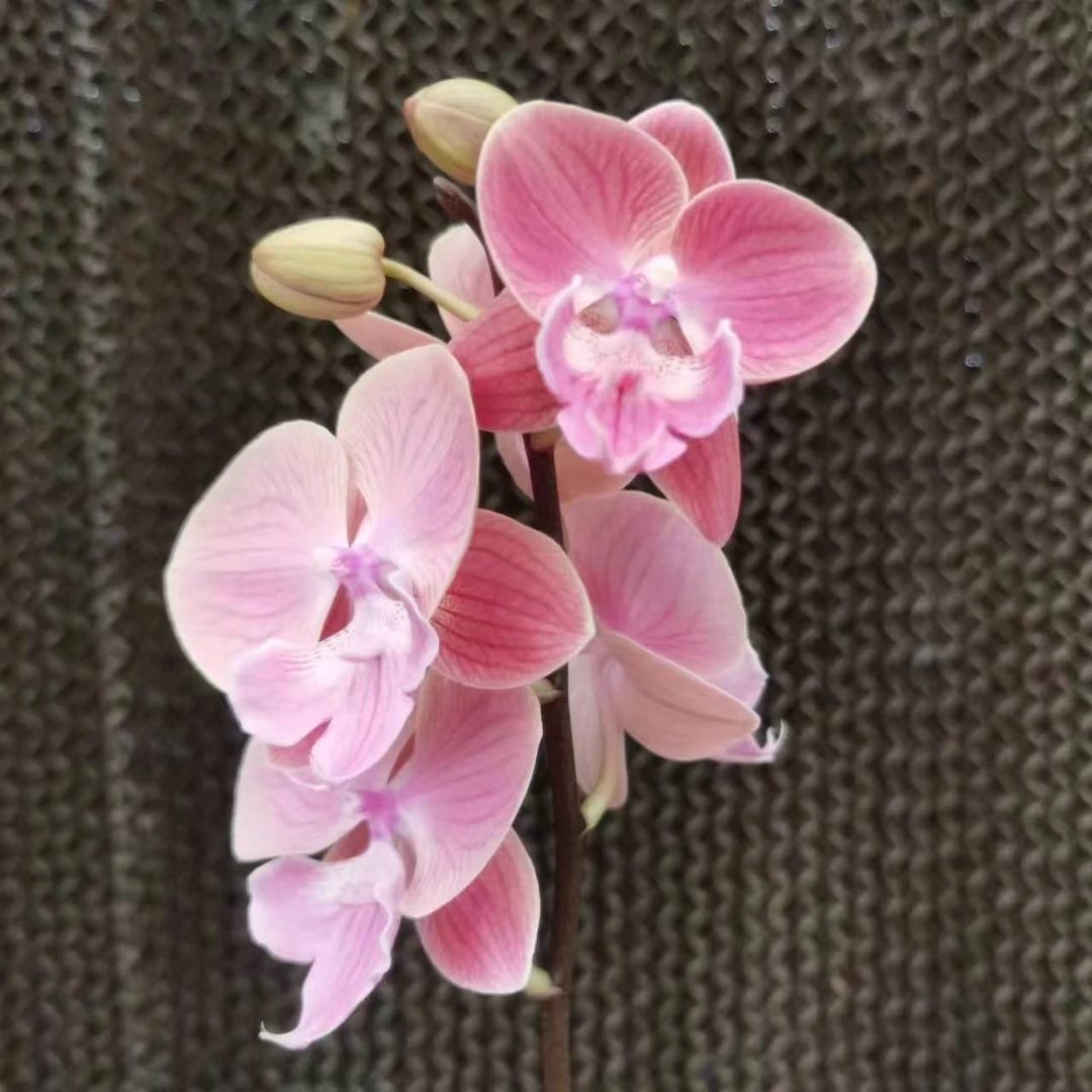 【花之漫】（唯美）3.0寸杯单剑叶片轻微划痕蝴蝶兰花卉阳台桌面盆栽