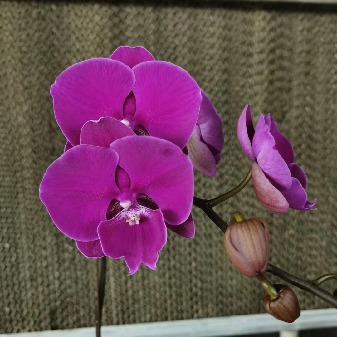 【花之漫】（火鹤）3.5寸杯单剑蝴蝶兰花卉室内阳台桌面盆栽