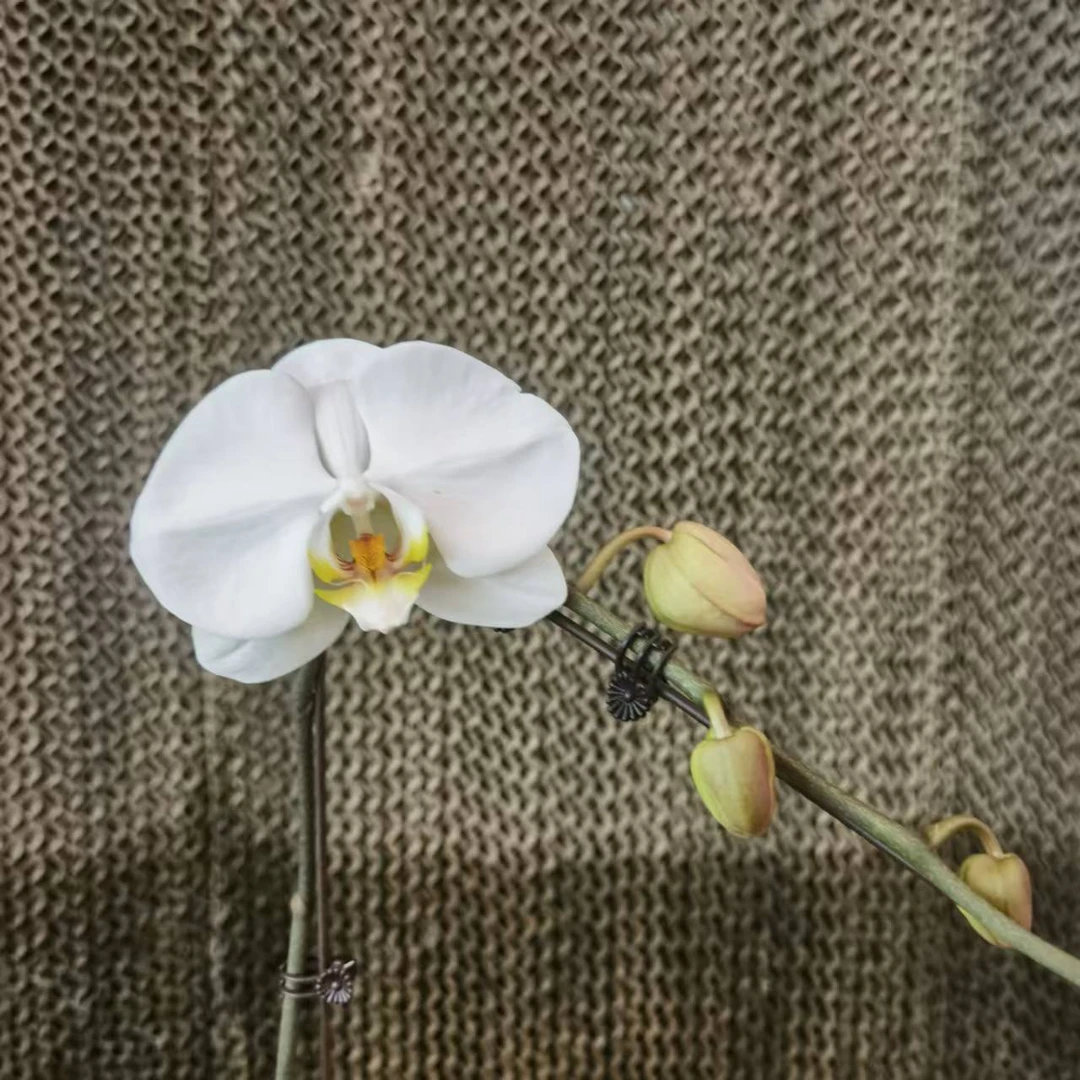 【花之漫】（大白）3.5寸杯单剑蝴蝶兰花卉室内阳台桌面盆栽