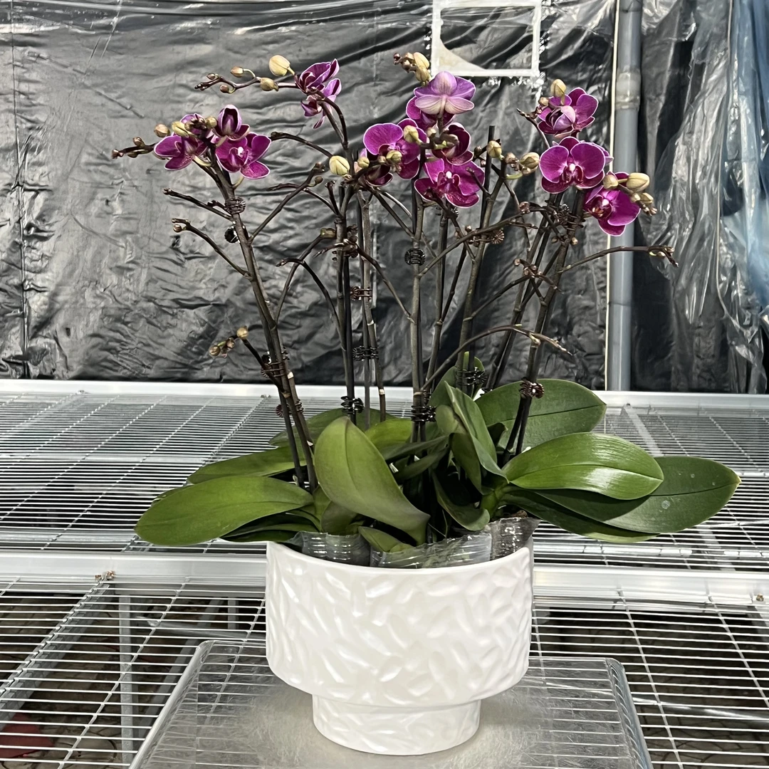 【花之漫】组盆（莫雷利亚）8剑蝴蝶兰花卉室内阳台桌面观花