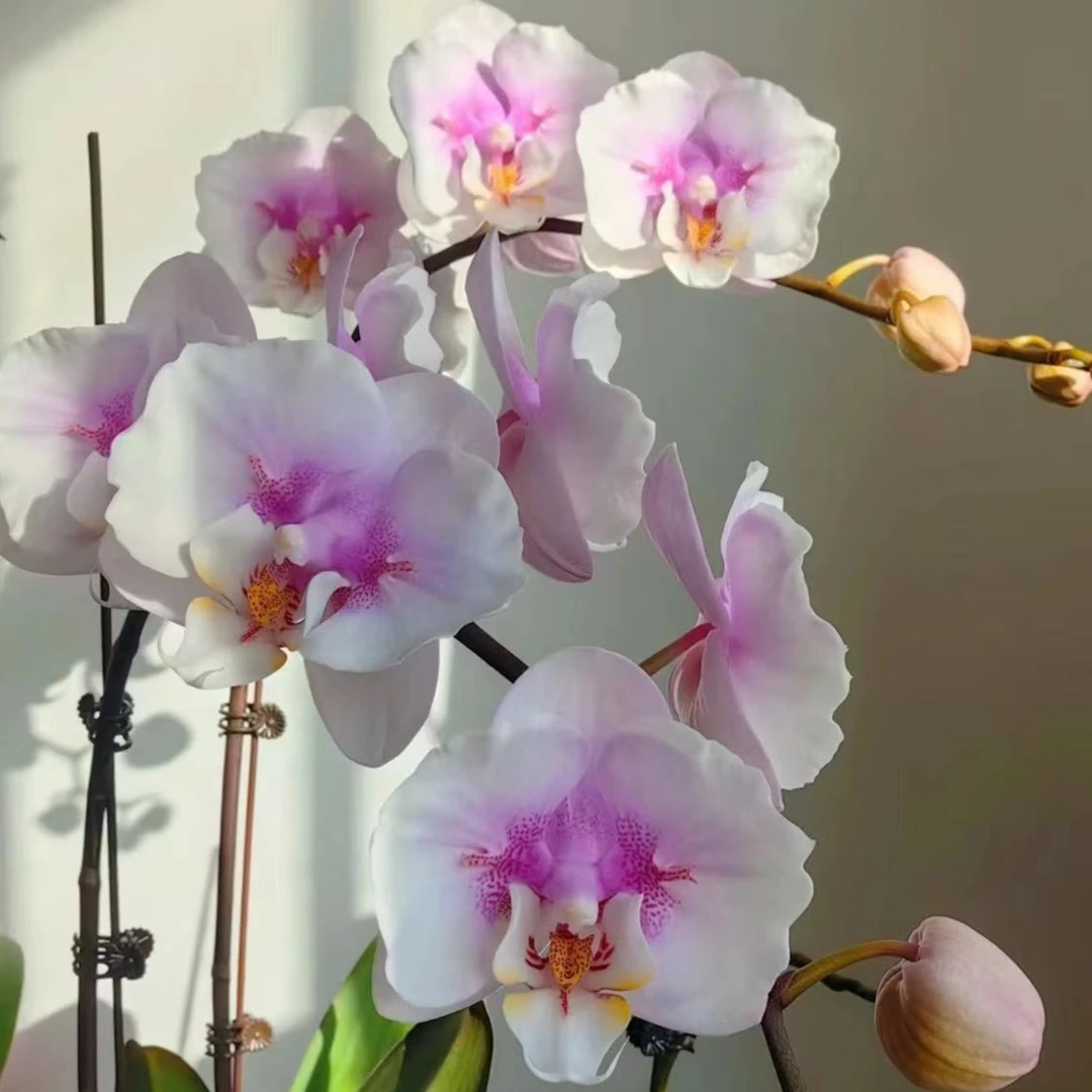 【花之漫】(大梅花)蝴蝶兰花卉室内阳台桌面观花四季开花盆栽