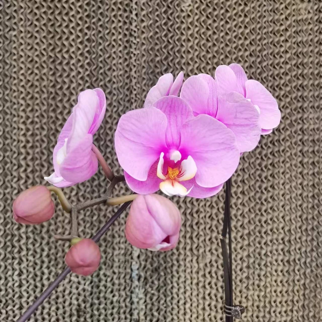 【花之漫】（安娜）保7花3.0寸杯单剑蝴蝶兰花卉室内阳台桌面盆栽