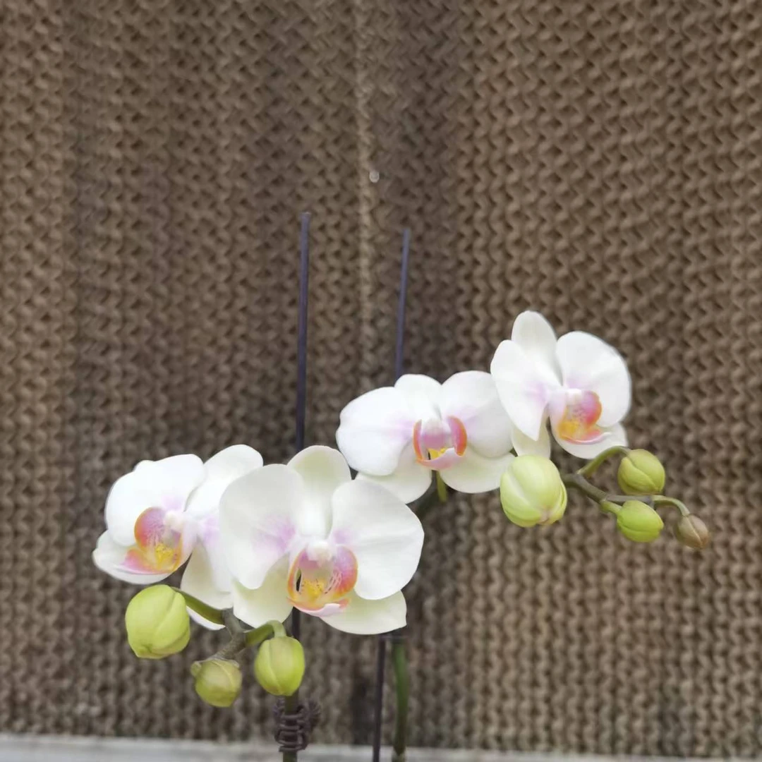 【花之漫】（玉兔）2.8寸杯单双混蝴蝶兰花卉室内阳台桌面盆栽