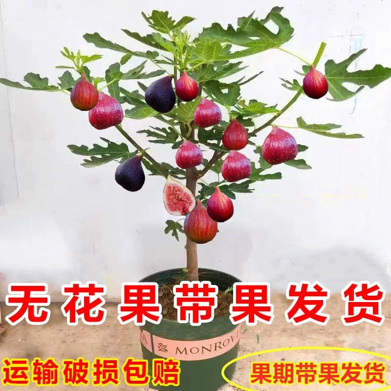 无花果树果苗盆栽带果发货南北方可种植波姬红特大果地栽苗水果树