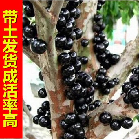 嘉宝果树苗树葡萄南方北方种植品种盆栽地栽嘉宝果树葡萄当年结果