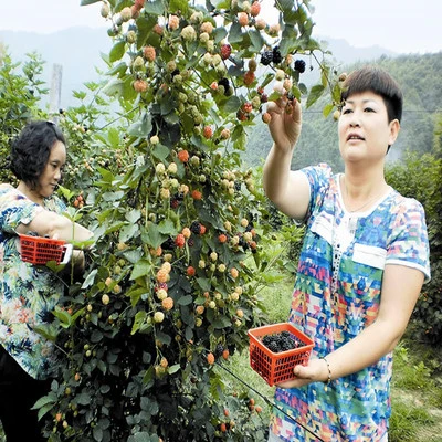 纯种树莓果树苗 桑果树苗 红梅黑莓黄莓当年结果南北种植盆栽地栽