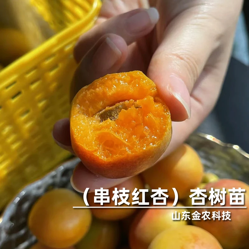 嫁接串枝红杏树苗晚熟特大红杏北南方种植当年结果果树果苗