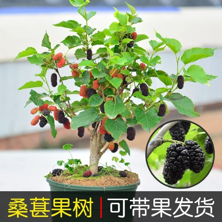 桑葚苗四季盆栽室内桌面桑树苗带土带叶带果阳台种植果树当年结果