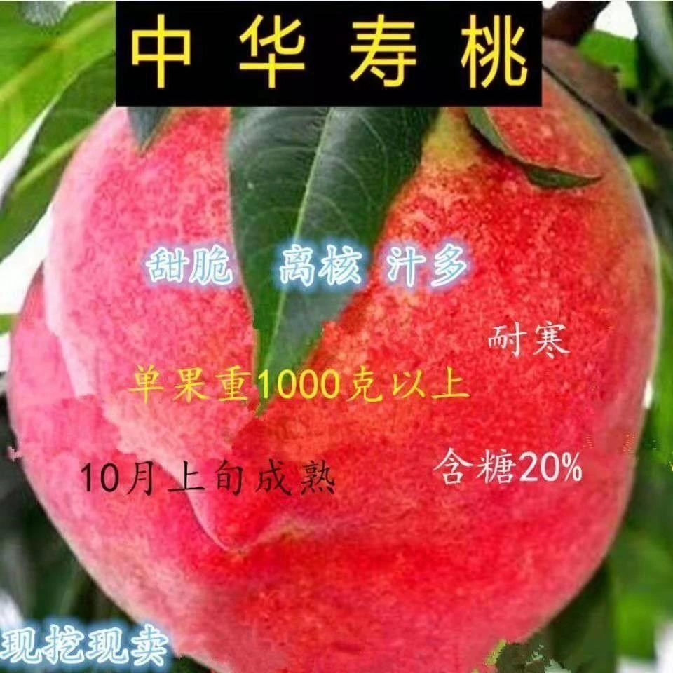中华寿桃苗嫁接桃树苗黄桃苗冬桃树苗南北方种植桃中果树苗