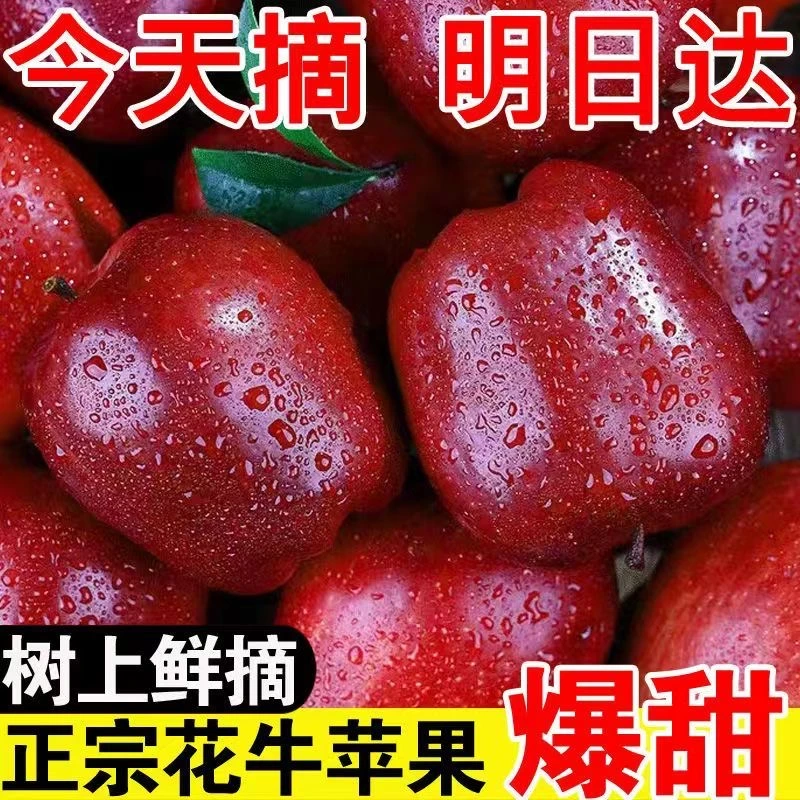 正宗现摘现发天水花牛苹果新鲜水果花牛苹果5-9斤蛇果整箱包邮