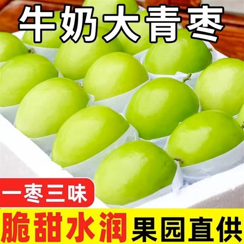 牛奶大青枣1-8斤现摘新鲜脆枣牛奶枣脆甜水果脆甜多汁青枣水果