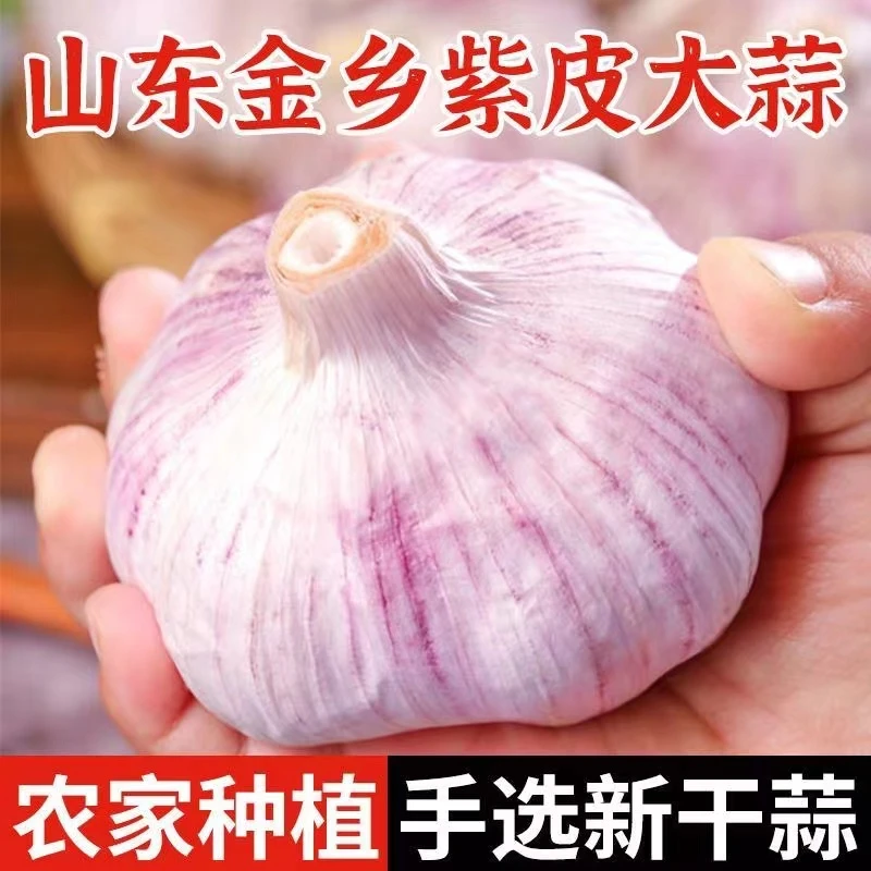 金乡大蒜紫皮腊八蒜1-5斤新鲜干蒜大蒜头种子农家大蒜整箱包邮