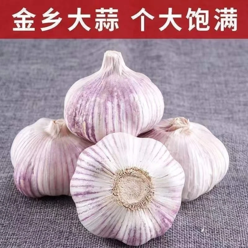 金乡大蒜正宗山东紫皮大蒜1-5斤新鲜干蒜腊八蒜农家蒜种整箱包邮