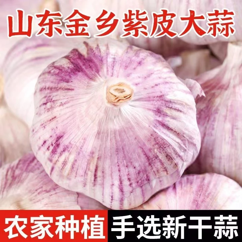 金乡大蒜新鲜干1-5斤大蒜头装蒜种籽2023当季蔬菜紫皮整箱包邮