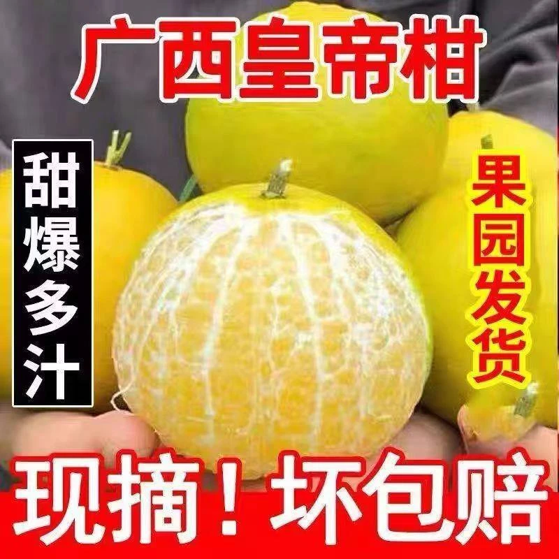 正宗皇帝柑新鲜贡柑桔子当季现摘黄帝柑3-9斤大果橘子整箱包邮