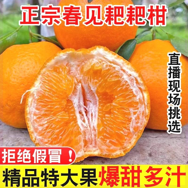 春见耙耙柑3-9斤现发粑粑柑橘子甜当季整箱新鲜水果丑柑桔包邮