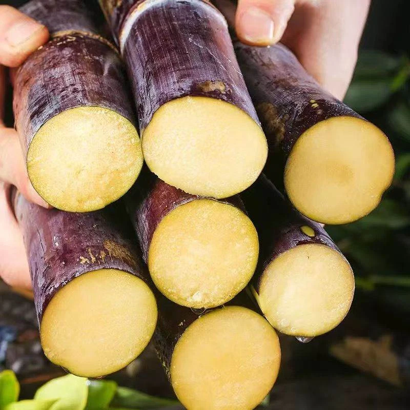 新鲜当季黑皮甘蔗新鲜水果3-9斤甘蔗脆甜榨汁下现摘现发整箱包邮