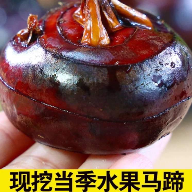 马蹄整箱新鲜时令水果蔬菜3-9斤现挖脆超甜地栗荸荠饽荠整箱包邮