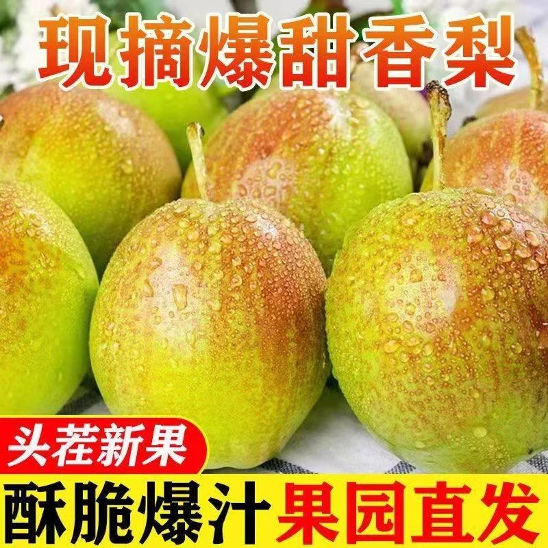 库尔勒香梨现发梨子新鲜水果玉露冰糖雪梨孕妇水果整箱包邮
