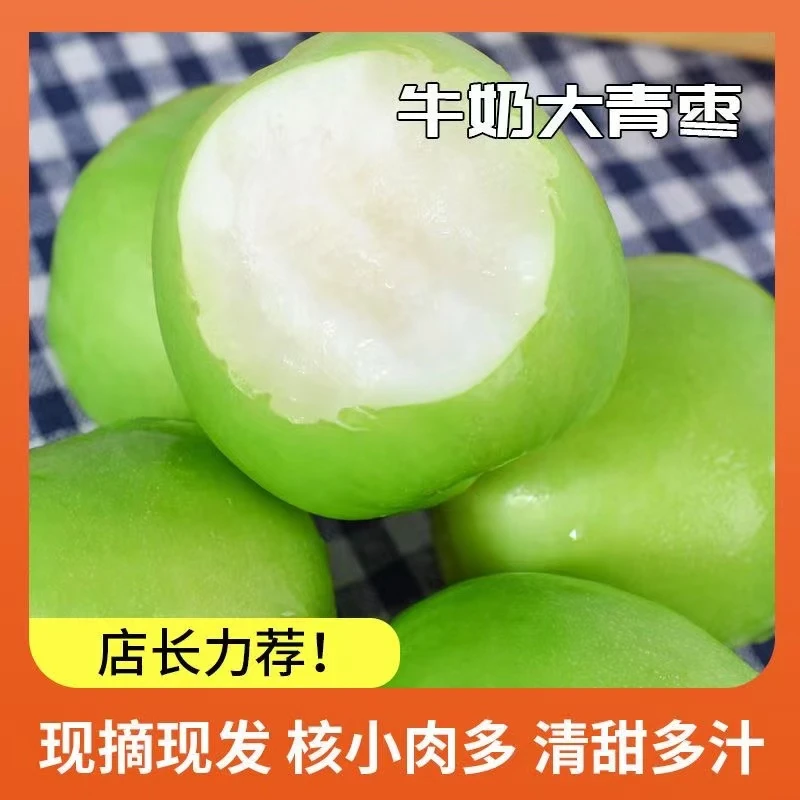牛奶大青枣当季现摘新鲜枣脆甜蜜枣1-9斤贵妃冬枣孕妇水果包邮