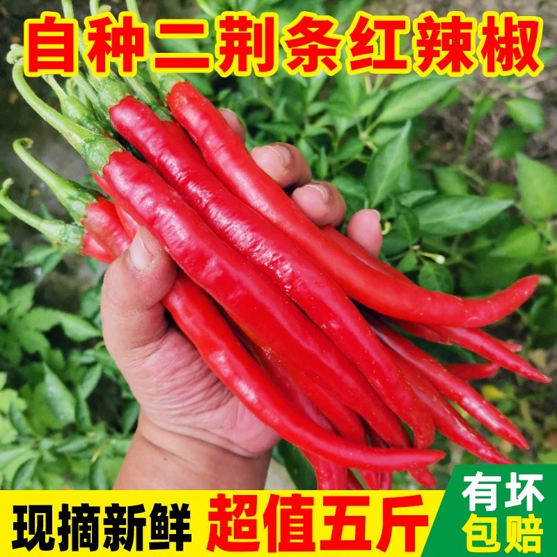 现货现发辣椒新鲜剁椒辣1-5斤二荆条红辣椒朝天椒泡椒整箱包邮