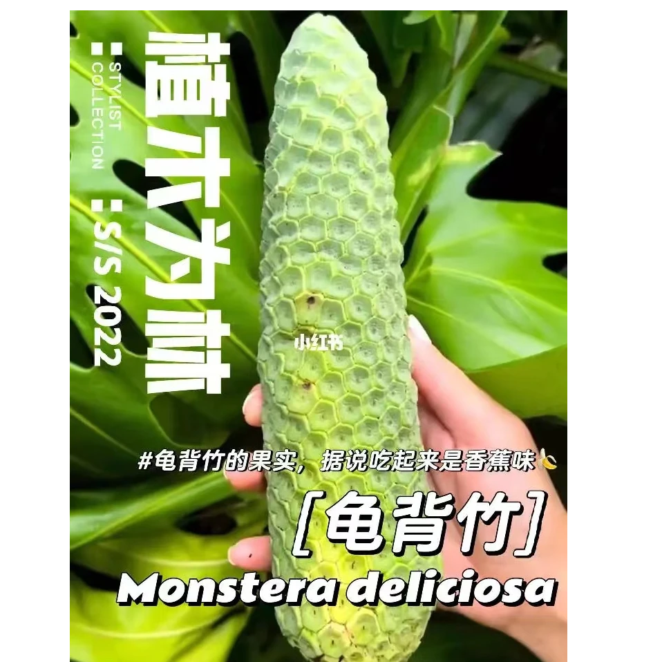 500~550克  网红水果 龟背竹果实蓬莱蕉