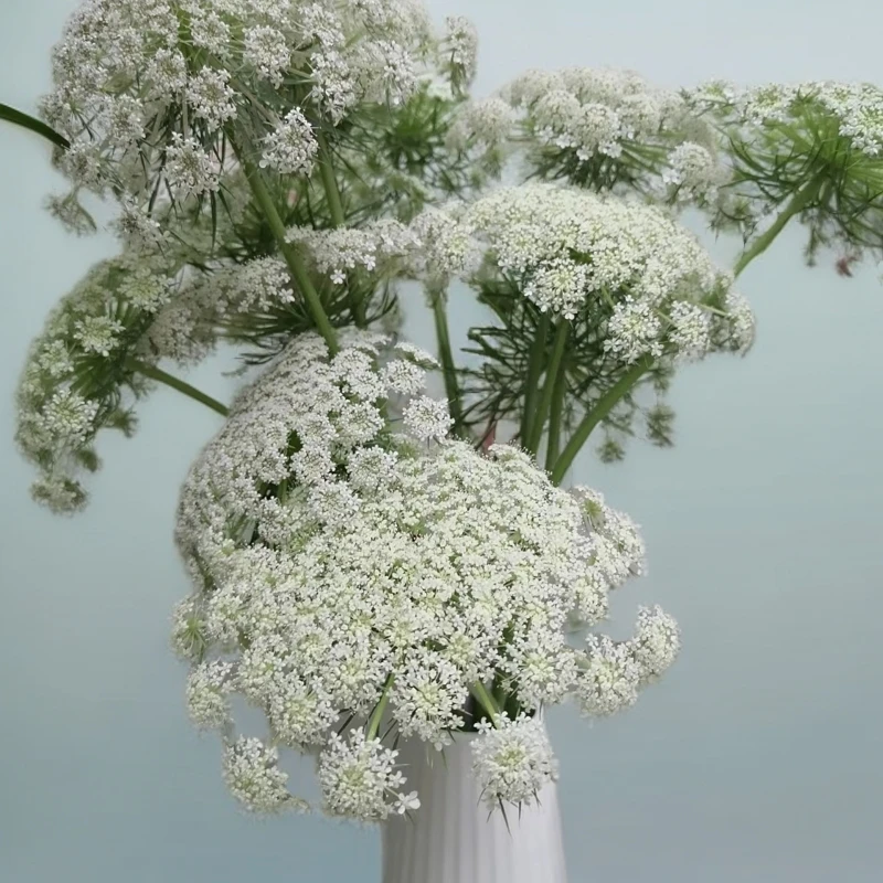 36号】蕾丝 一把鲜花  草花 【4单包邮