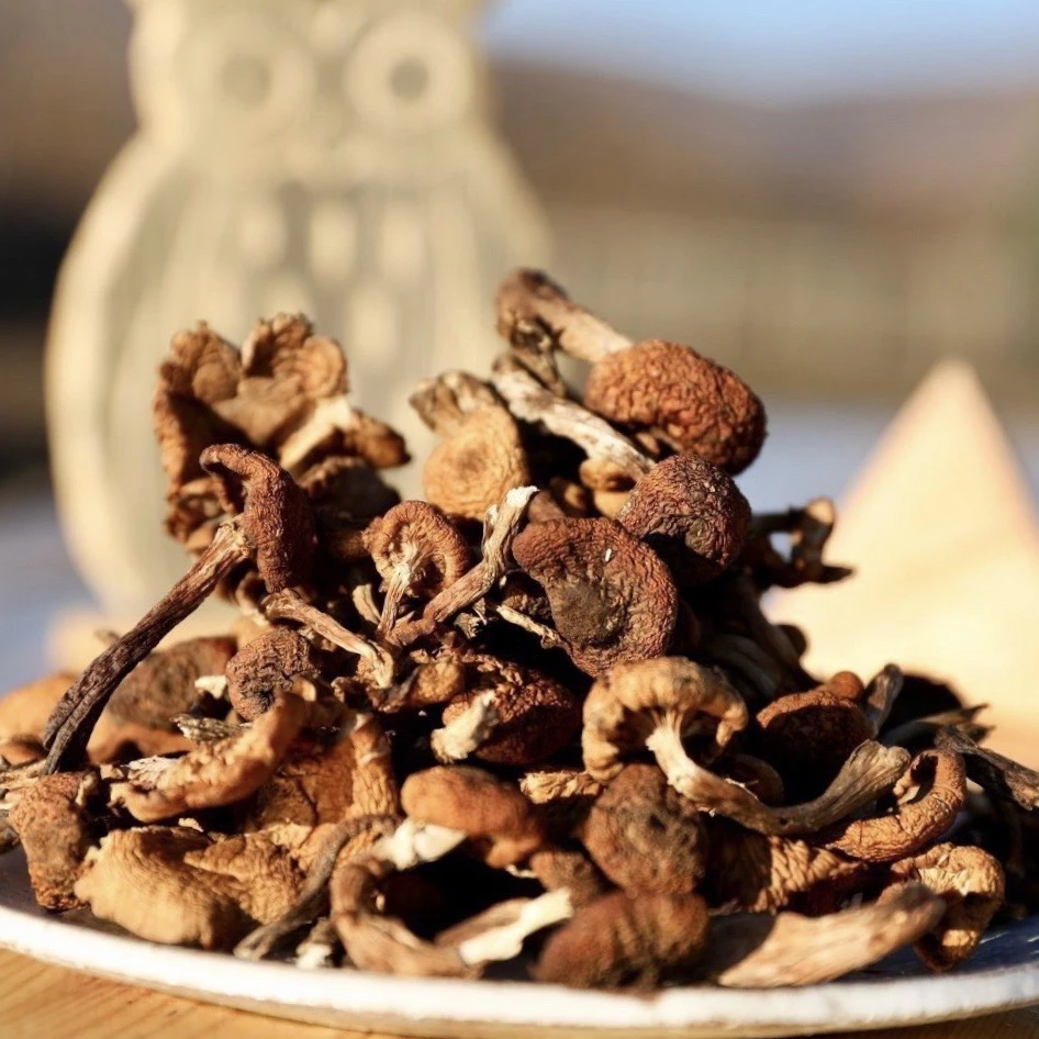 长白山榛蘑 小鸡炖蘑菇 250g散装