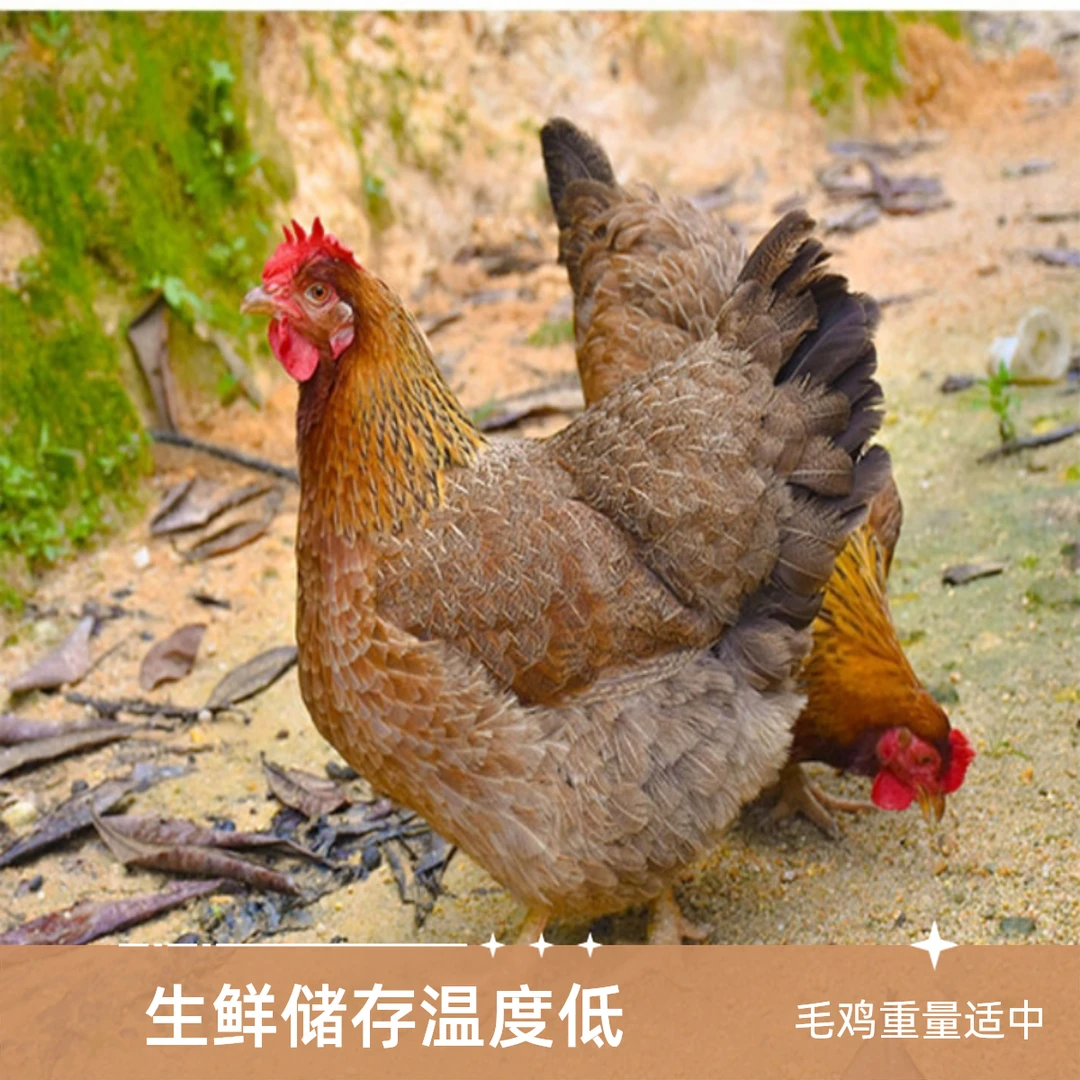 清远麻鸡可发活鸡龄190天到220天毛鸡3.5到4.5斤 包冰率40%及以上