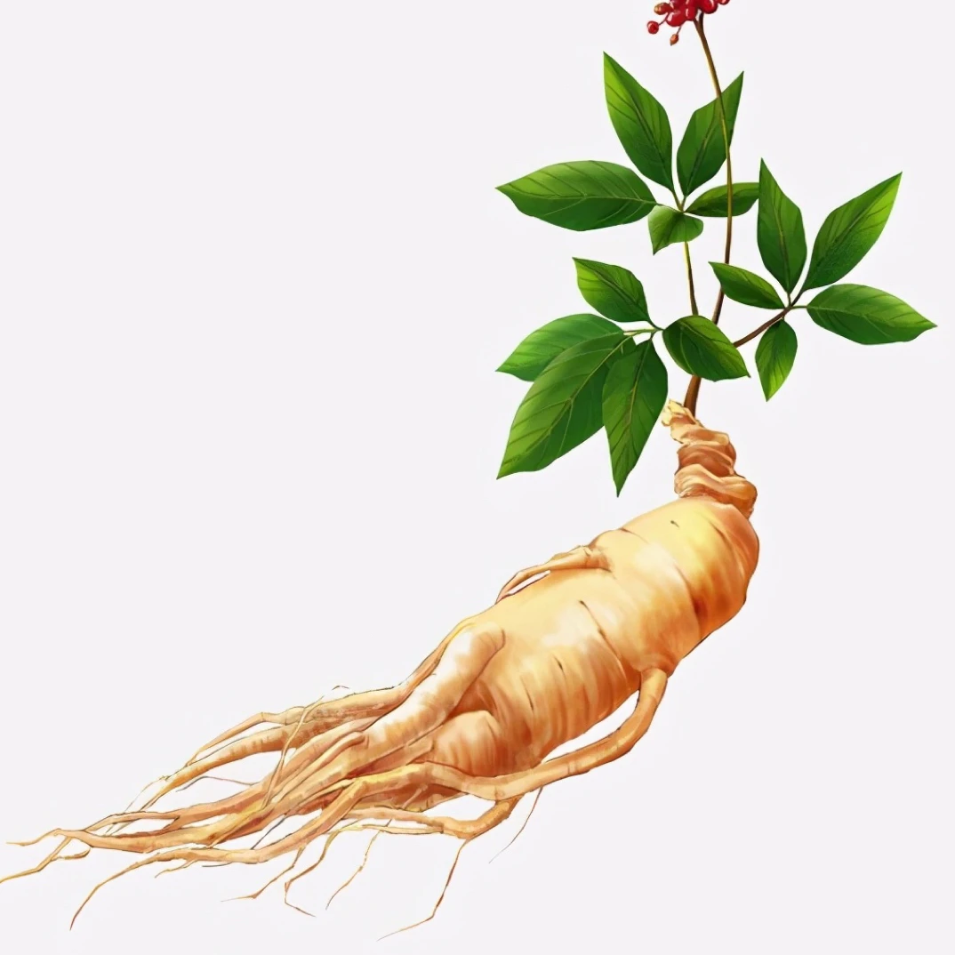 吉林长白山种植人参