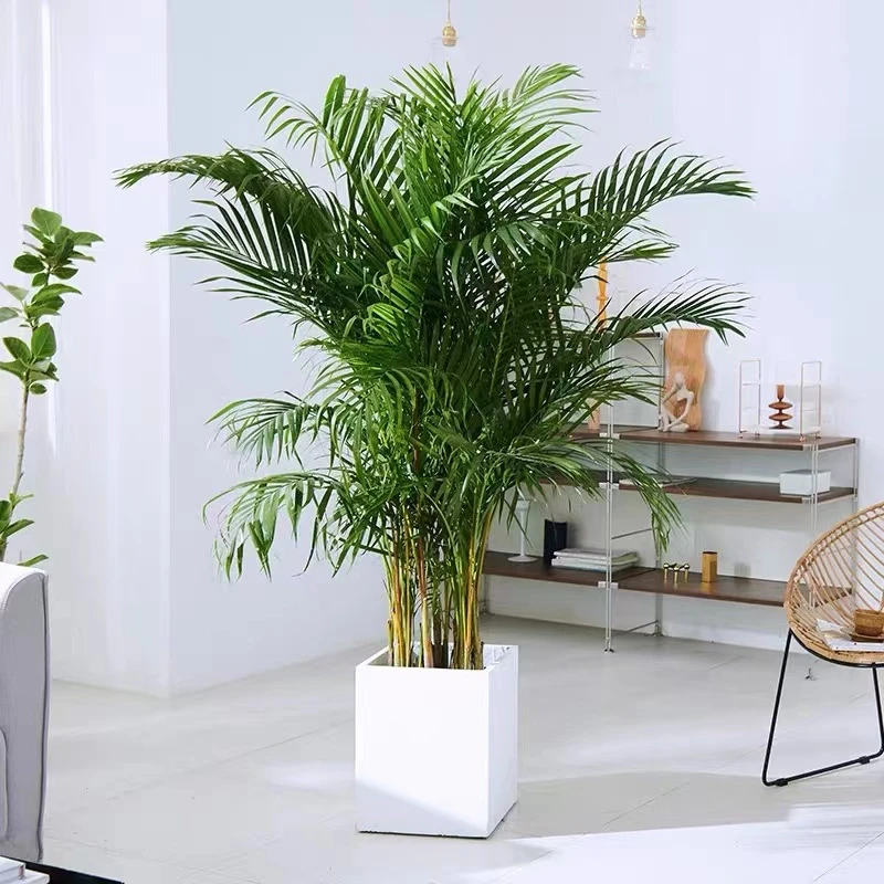 散尾葵凤尾竹1.8m-2m-大型植物办公室客厅室内吸甲醛绿植简单四季