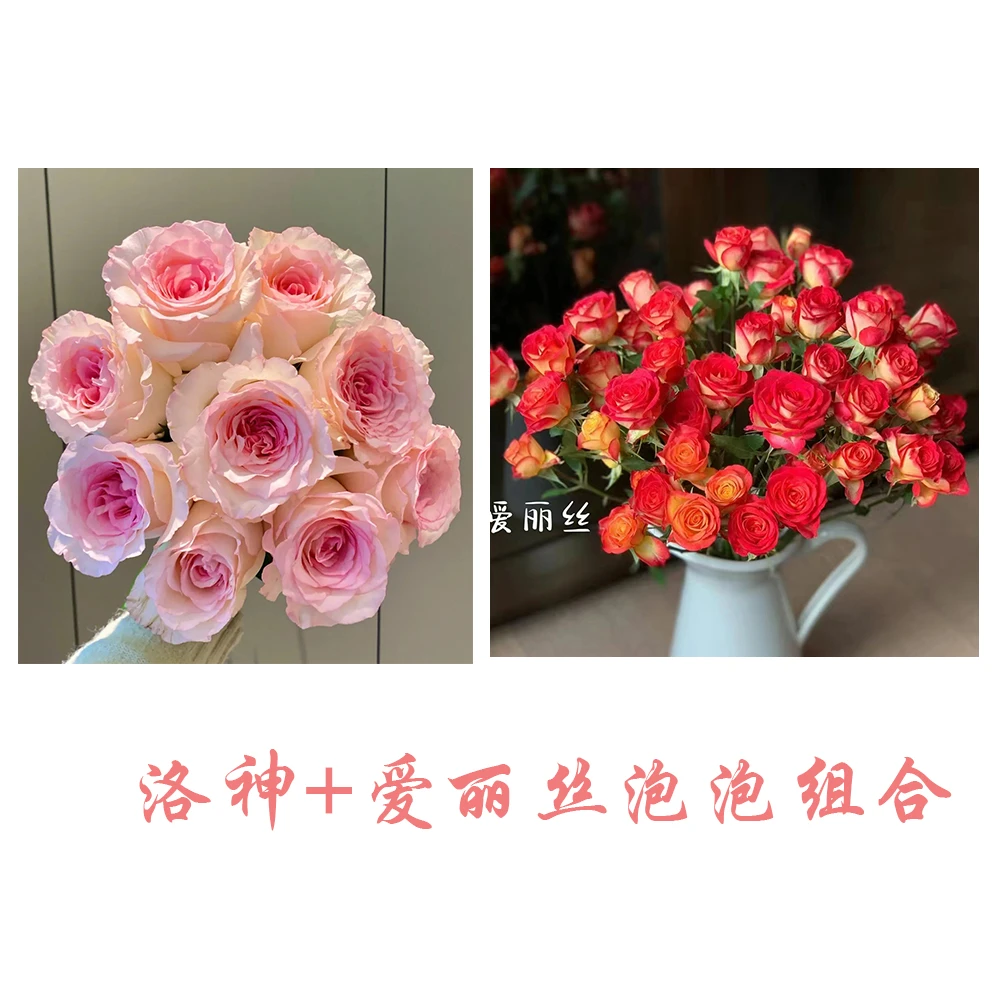 【20枝洛神+10枝爱丽丝泡泡】【万亩花卉】顺丰包邮 基地鲜花现采现发