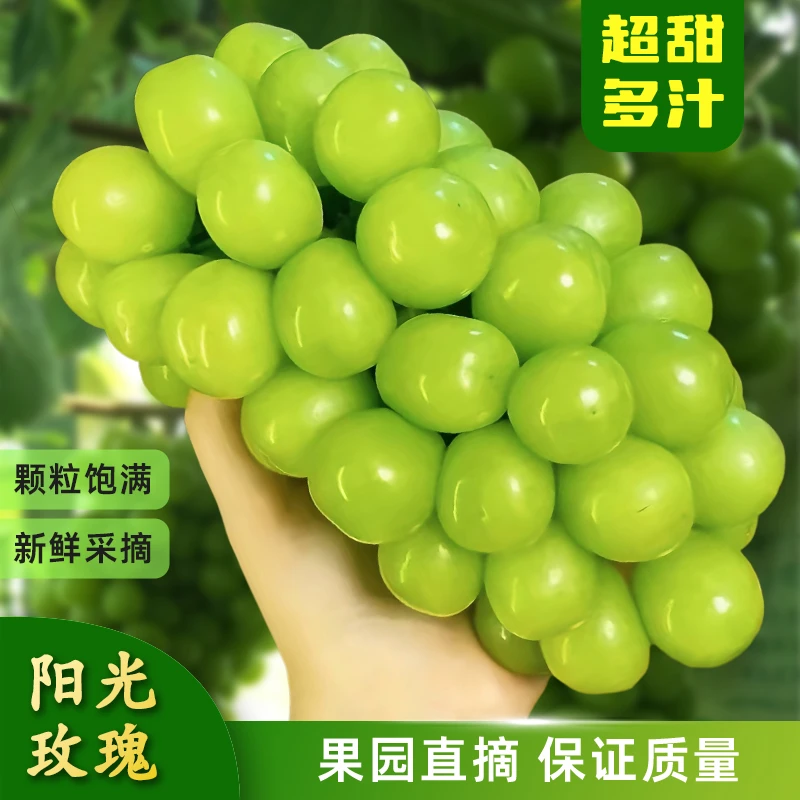 顺丰包邮产地直发阳光玫瑰葡萄当季新鲜水果晴王葡萄香印提子青提