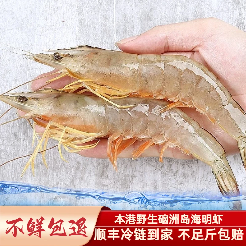 新鲜硇洲岛海明虾湛江野生海捕鲜嫩大对虾白刺虾明虾买3斤