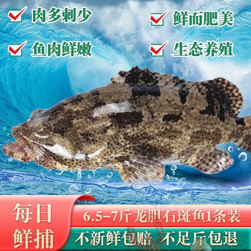 6.5-7斤直播现称湛江新鲜龙胆石斑鱼大石斑鱼海鲜水产 深海石斑鱼