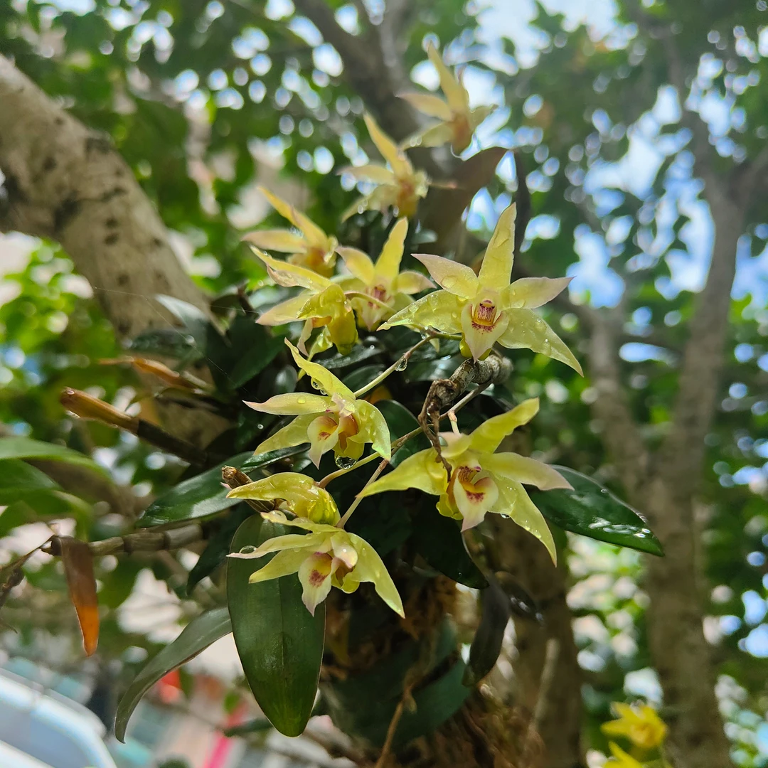 铁皮石斛直播间一物一拍养护办公室庭院盆栽冬季种植种植开花