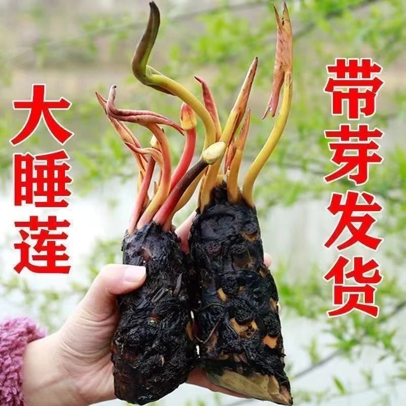 池塘大睡莲根块盆栽睡莲庭院种植水生花卉实拍睡莲展示【基地直发】