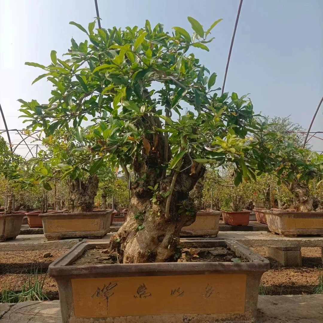 庭院盆栽地栽花卉植物408-598