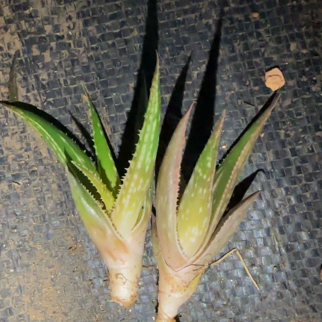 【闪购商品】芦荟2222