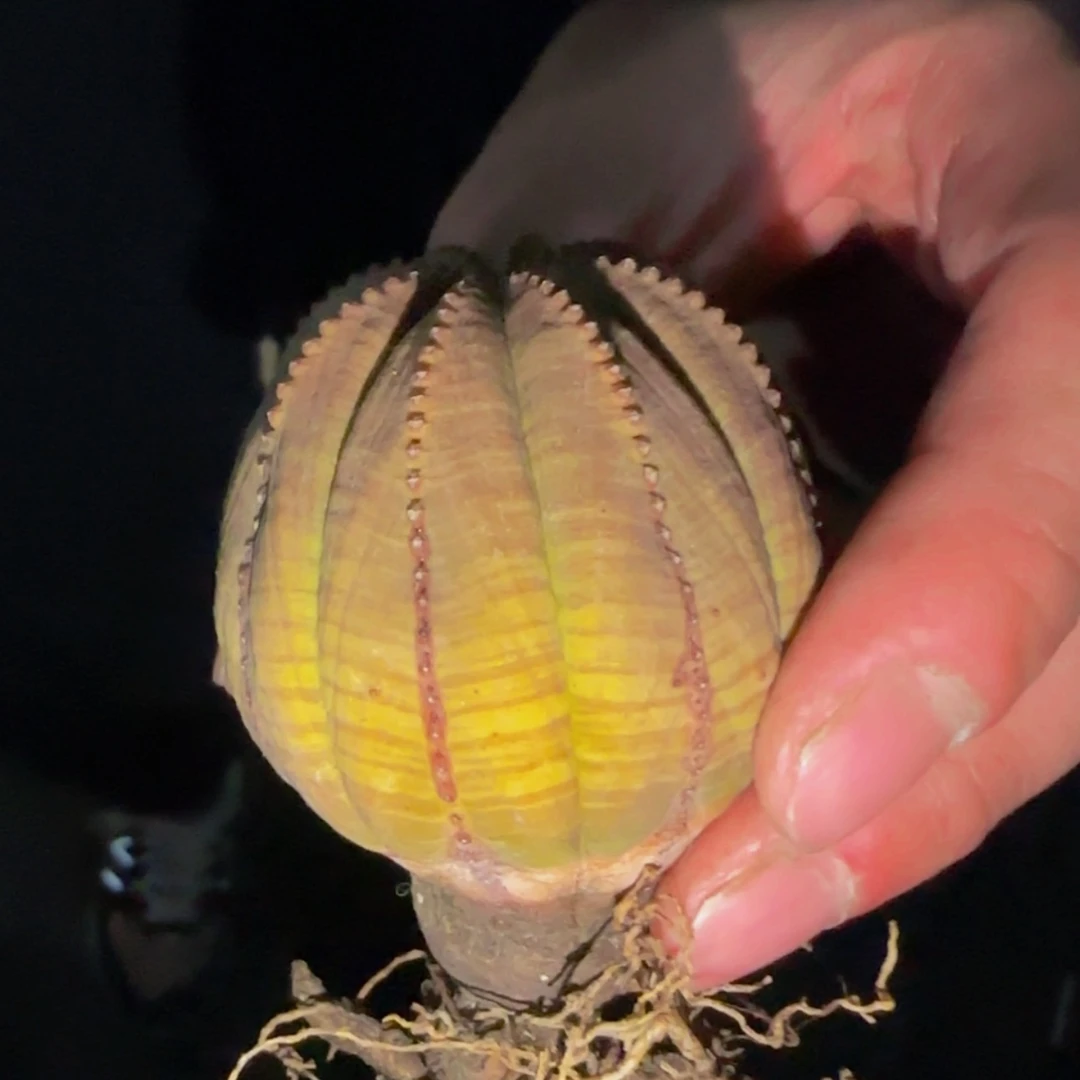 【闪购商品】布纹球256