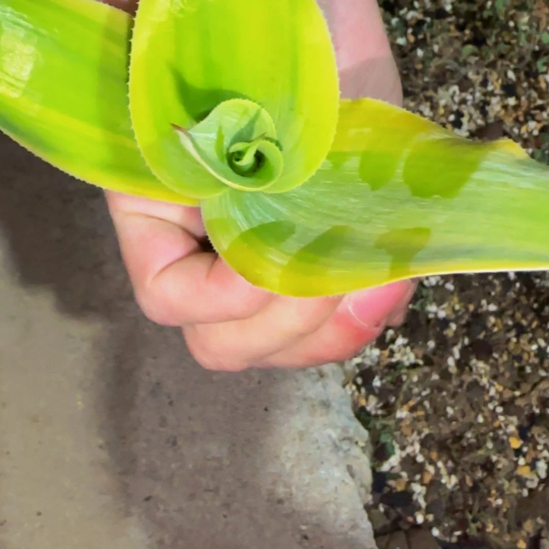 【闪购商品】龙舌兰2666