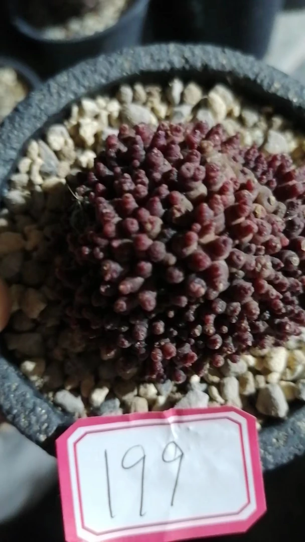 一物一拍(直播间)植物