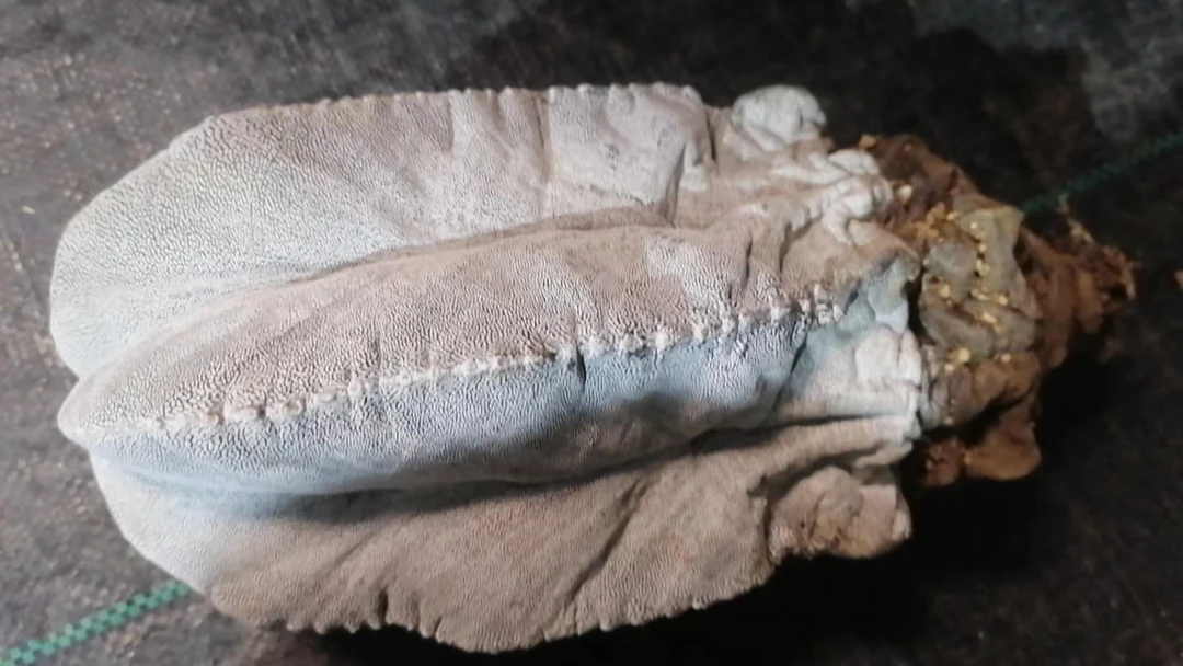 恩货(直播间)植物