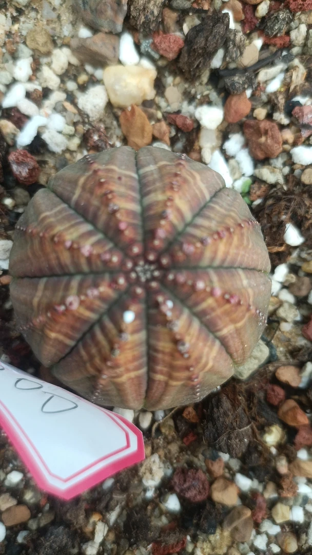 布纹球一物一拍（直播间）植物