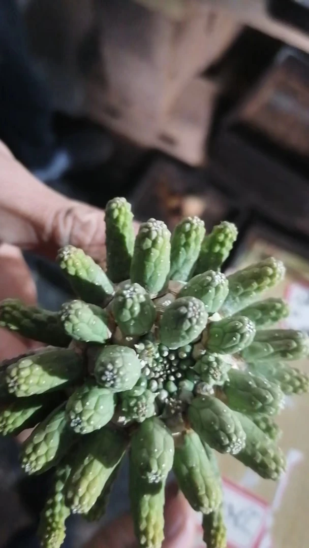 阎魔大戟（直播间）植物